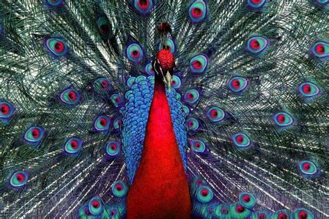 7 interesting facts about peacock - STARNEWS