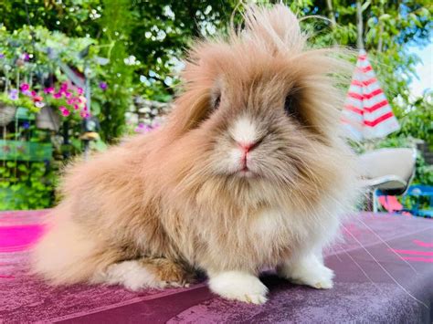 Lionhead Rabbit Colors: Rarest to Most Common - A-Z Animals