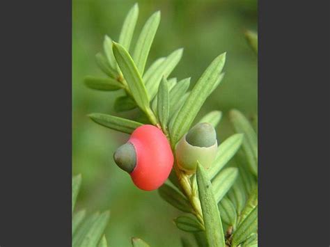 Taxus baccata - Yew Tree (Taxaceae Images)