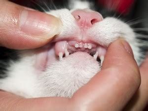 Gingivitis In Cats - What Are The Causes? - Cat Health | CatLoversDiary.com