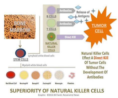 Does Your Multivitamin Provide Nutrients That Boost Natural Killer Cell Activity To Optimize ...