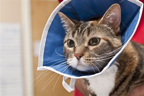 5 Alternative E-Collars for Cats After Surgery