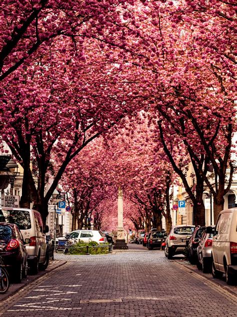 Street In Bonn Germany Wikipedia - Infy world