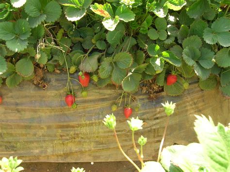 5 Best Strawberry Varieties for Containers (& Where to Get ‘Em) – Bountiful Gardener