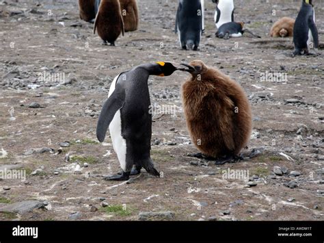 Mother King penguin feeding her baby Okum Boy Stock Photo - Alamy