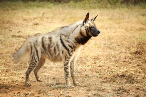 Hyenas Deserve An Image Makeover & Here's Why! - Wildlife SOS