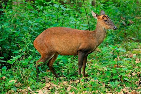 Mudumalai National Park – An Evergreen Tourist Place | National parks, Tourist places, Wildlife ...