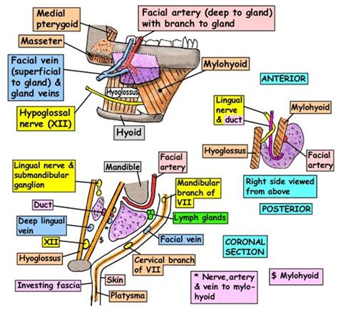 Applied Anatomy of Submandibular Salivary Gland | Epomedicine