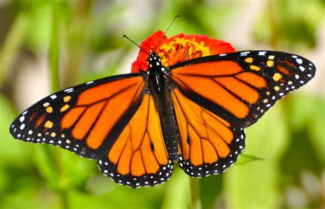 Monarch butterfly: Facts about the iconic migratory insects | Live Science