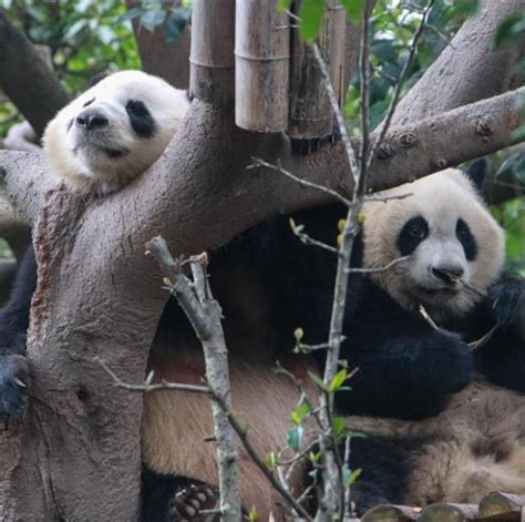 Sichuan: Pandas gigantes en Base de Investigación de Pandas Gigantes de ...