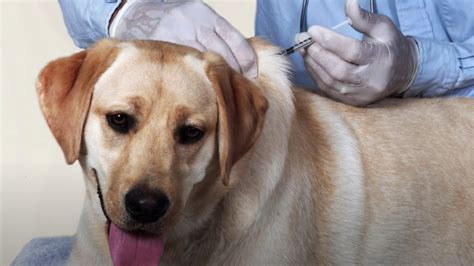 Dog flu outbreaks affects over 50 dogs at a Florida rescue