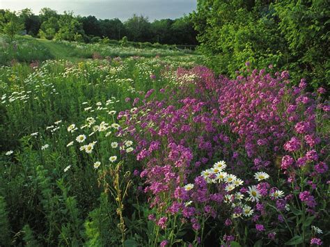 Summer Wildflowers Wallpaper - WallpaperSafari