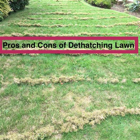 Pros and Cons of Dethatching Your Lawn