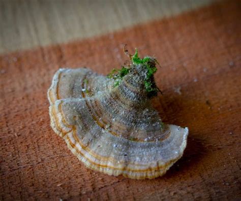 Turkey Tail Mushroom Identification: Unveiling the Secrets of this ...