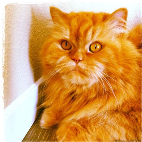 My RED Persian Cat