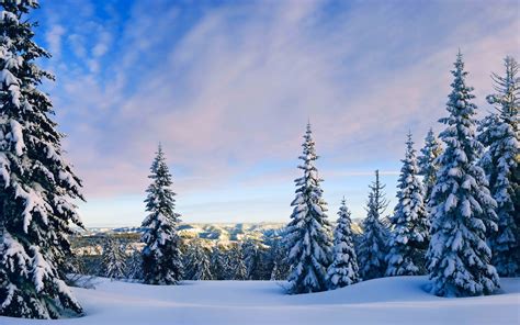 nature, Landscape, Snow, Trees, Forest Wallpapers HD / Desktop and Mobile Backgrounds