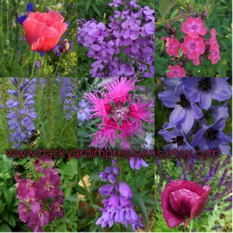 Organic, Heirloom Seeds available at Backyard Impressions | Flower seeds, Heirloom seeds ...