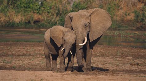 Exclusive fitness fact about African elephants discovered