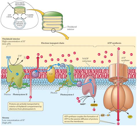 Chemiosmosis is the mechanism of ATP production in photophosphorylation ...