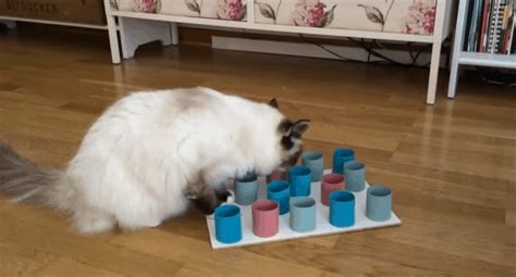 6 DIY Cat Puzzle Feeders