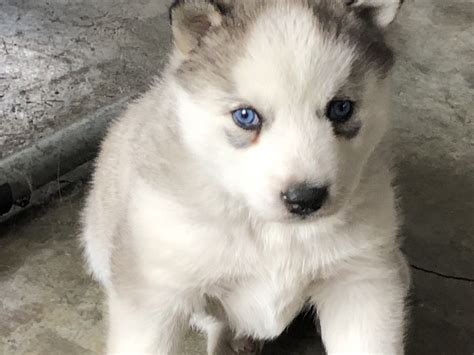 Husky / Malamute mix puppy! The new addition to our family. He was born on Superbowl Sunday. : r/aww