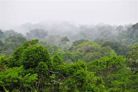 Yasuní: A Sanctuary of Biodiversity in the Amazon | LAC Geo