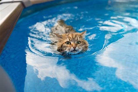 Can Cats Swim? - That Cuddly Cat