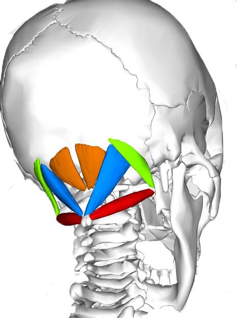 Anatomy Moment: The Suboccipital Muscles — CORPO KINETIC