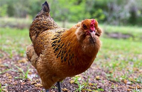 Ameraucana Chicken: Discover This Blue Egg Beauty | Chicken Fans