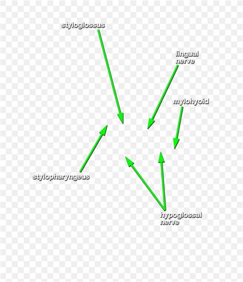 Cranial Nerves Styloglossus Stylohyoid Muscle Head And Neck Anatomy Stylopharyngeus Muscle, PNG ...