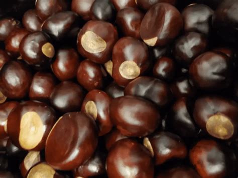 Can You Eat Buckeye Nuts? What Do Buckeyes Taste Like? – ItsFoodtastic