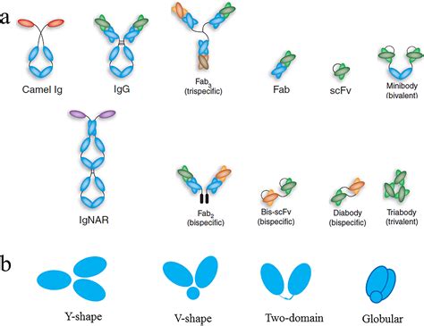 Analysis of Antibody by Real-Valued Special Functions