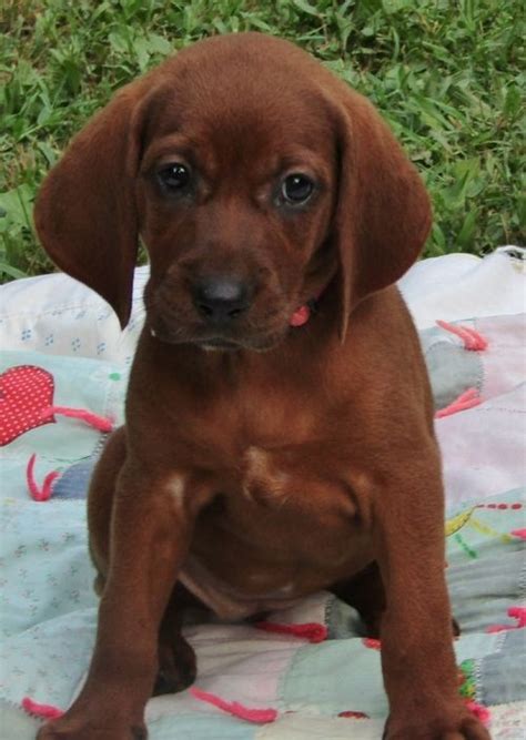 Redbone Coonhound Puppies For Sale | Los Angeles, CA #202112