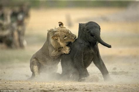 A young elephant was аttасked and kіɩɩed a lion with its herd – Lolly Daily