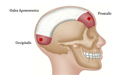 Where Does the ‘Occipital Torus’ Protrusion on Some People’s Heads Come ...