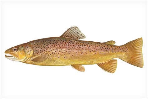 All About Brown Trout - Fly Fisherman