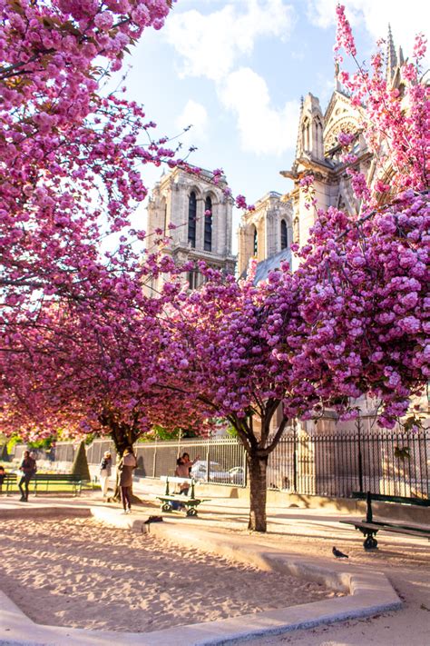 cherry blossoms in paris - MY FRENCH COUNTRY HOME