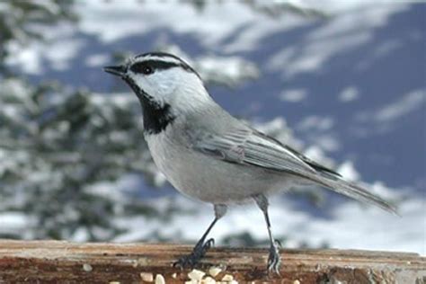 MOUNTAIN CHICKADEE | The Texas Breeding Bird Atlas