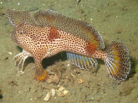 Fish Index: Spotted Handfish (Brachionichthys hirsutus)