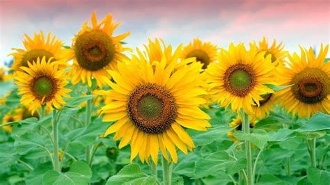 3d Sunflower Wallpapers For Desktop - Wallpaper Cave