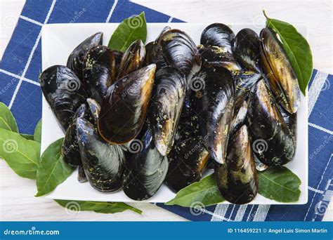 Fresh and Alive Mussels for Cooking Stock Image - Image of bivalve, bowl: 116459221