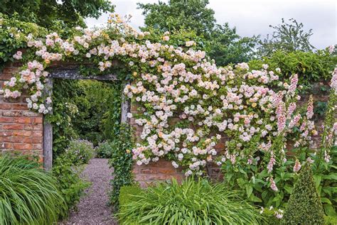 How to prune climbing roses: for maximum flowers | Homes & Gardens