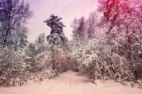 Snowy Forest in the Morning Stock Image - Image of purple, pink: 85290891