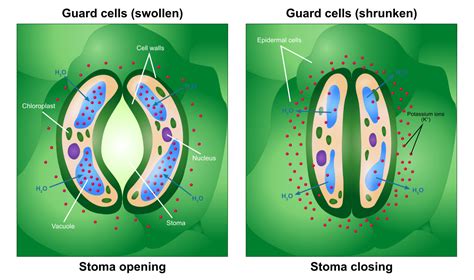 The opening and closing of stomata are controlled by the activity ofa ...