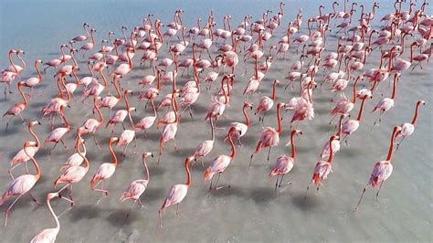 Always a welcome sighting... beautiful flamingos in Anegada! 🔹🔹🔹 # ...