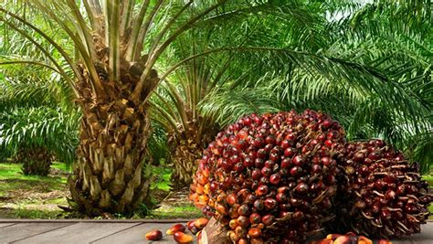 Varieties, challenges of oil palm cultivation in Nigeria