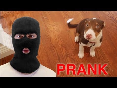 Burglar PRANK on my Puppy! - YouTube