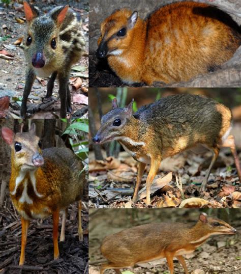 chevrotain on Tumblr