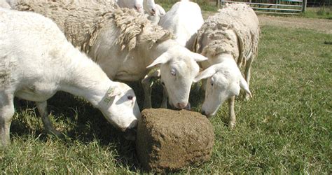 Sheep Mineral- a key to a successful lambing season. – Jaguza Farm Support