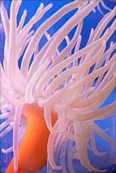 Sea Anemone | Sea anemone, Beautiful sea creatures, Anemone